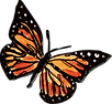 butterfly.png