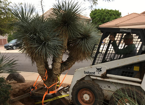 moving huge yucca_edited.jpg