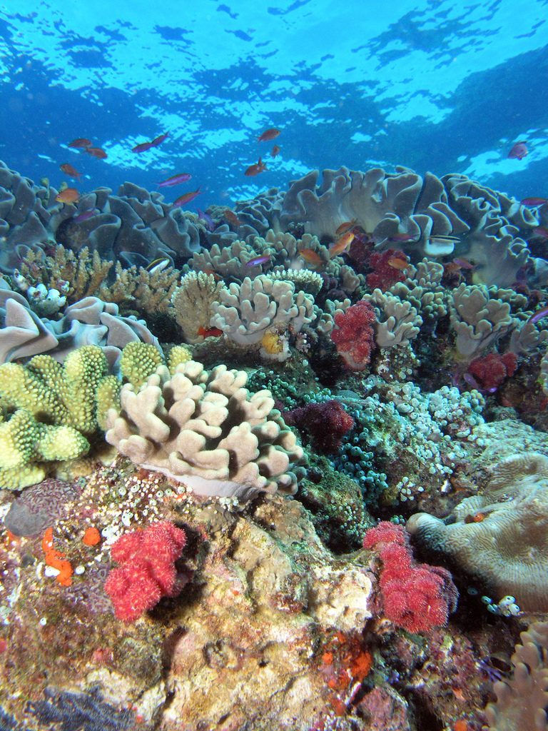 coral-768x1024