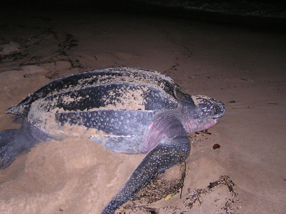 turtles