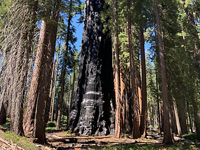 Sequoia park