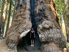 Sequoia park Petra BohemianVan.com