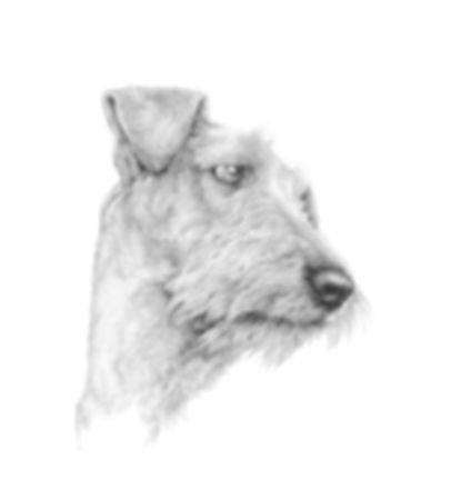 irish terrier