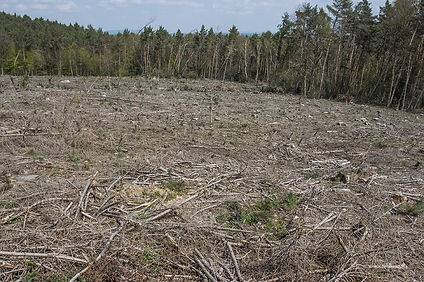 Fläche Mausauel vor Rodung k.jpg