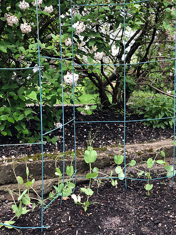 My sugar snap peas - week 6