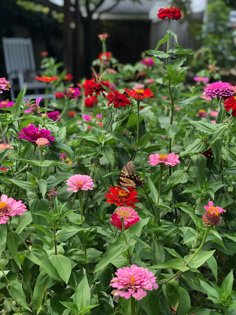 When All Else Fails, Plant a Zinnia