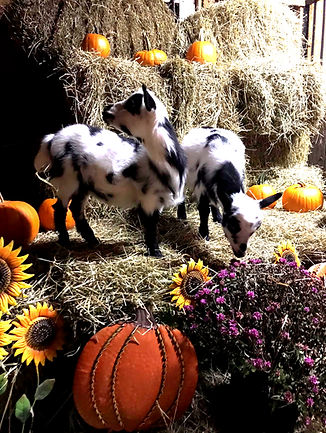 goats1_edited.jpg