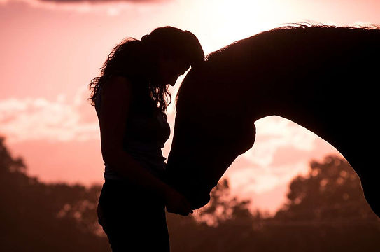 horse-3601046_1280.jpg