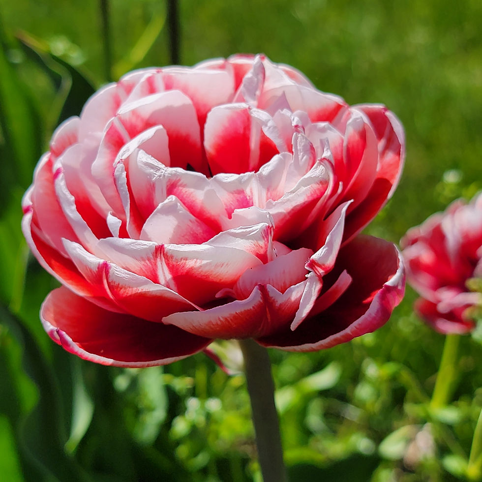 Drumline Tulip