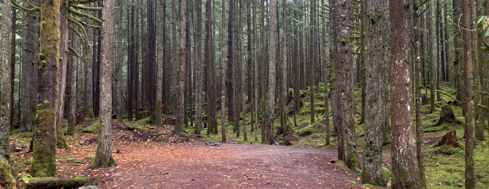 Campsites at Skwellepil Creek Rec Site – Chehalis FSR overland route