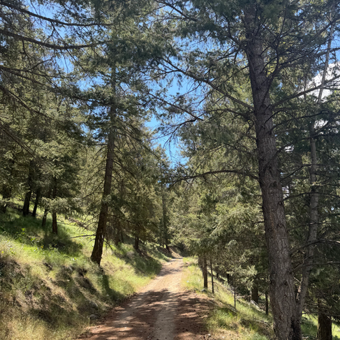 Initial road conditions to Lower French Mine