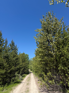 Narrowing of road 21 km into the Agate Mountain - Willis Creek FSR overland route.