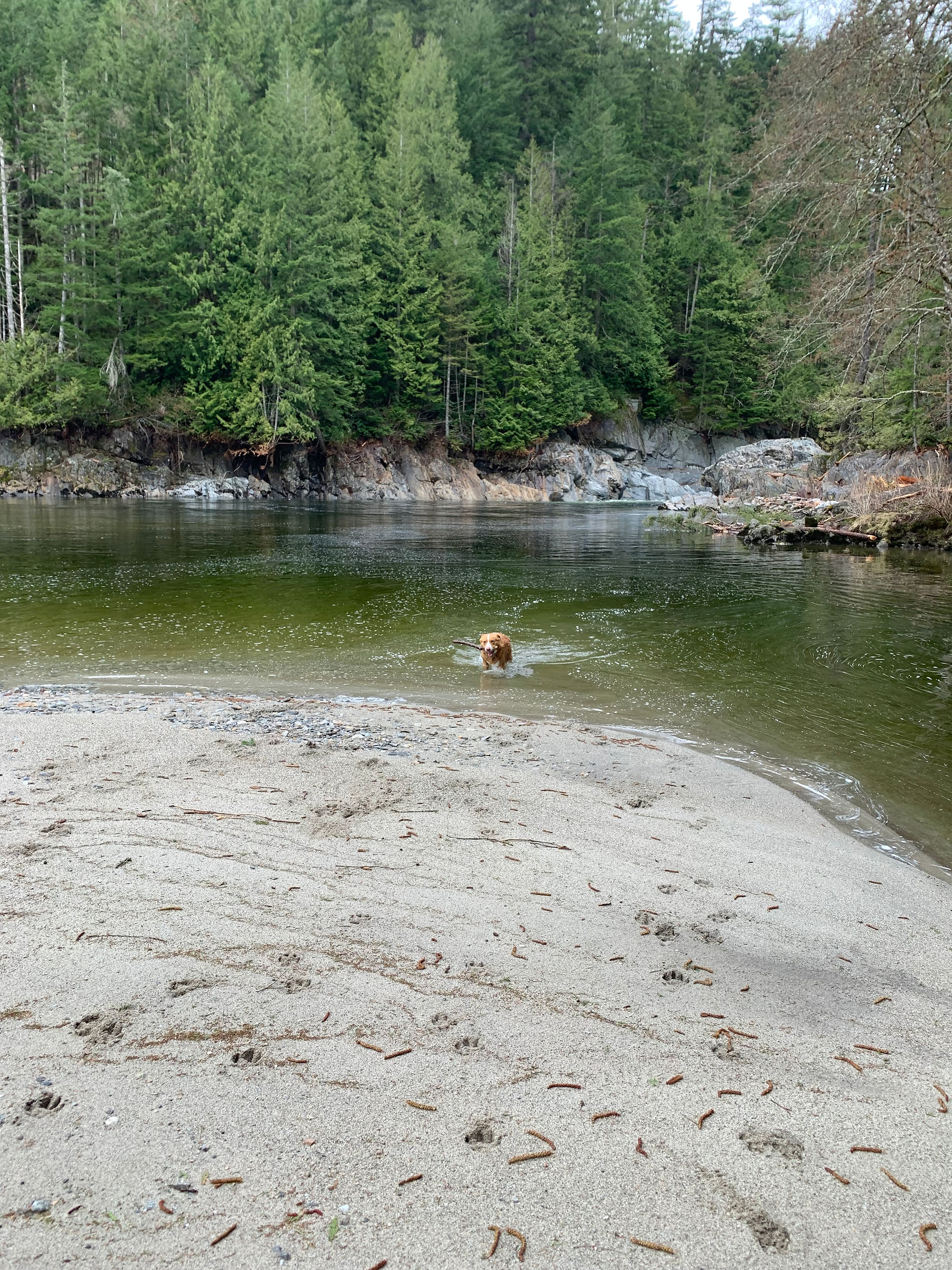 Sandy beach access to river, dog swimming.  