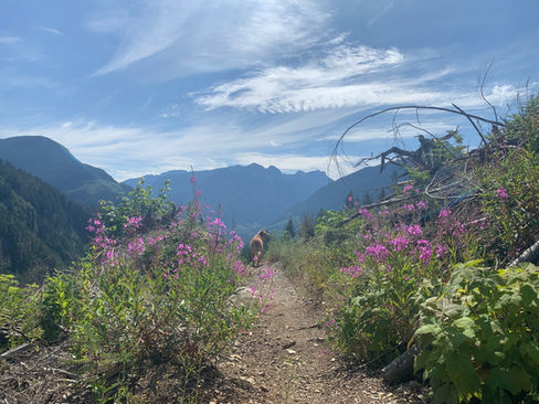 Alpine flower and mountain views at campsite enroute to Upper Bridal Falls overland route.