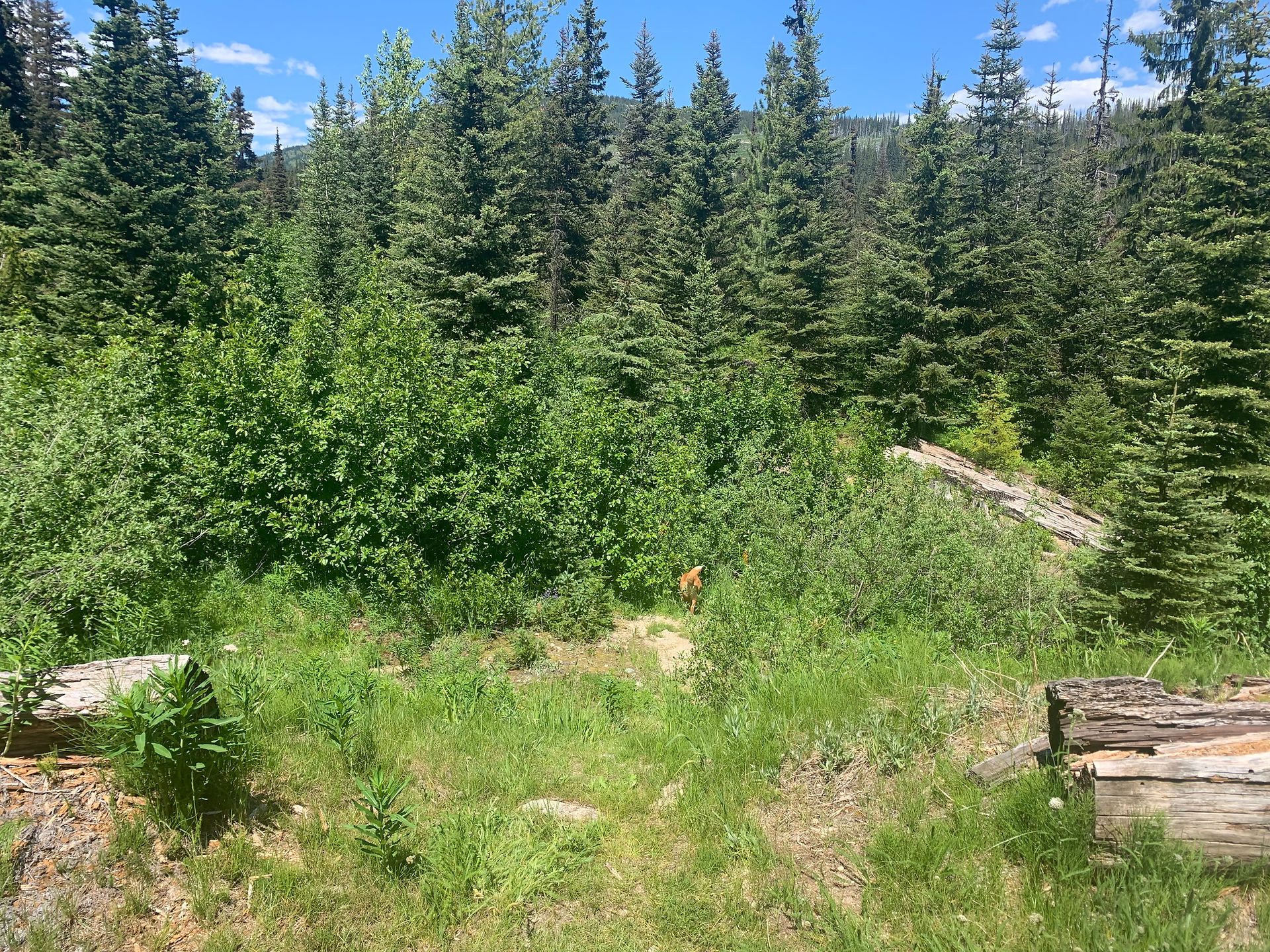 Trail direction following meadow on route to Illal Lake, BC