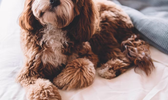 愛犬・愛猫のための贅沢なサービス！出張トリミングの新トレンド