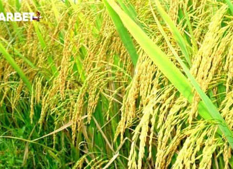 Nằm mơ thấy lúa là điềm báo gì?