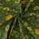 Miniature : Collection BOUNTIFUL, Summer Fruit - Forest / MBH-12-FOREST