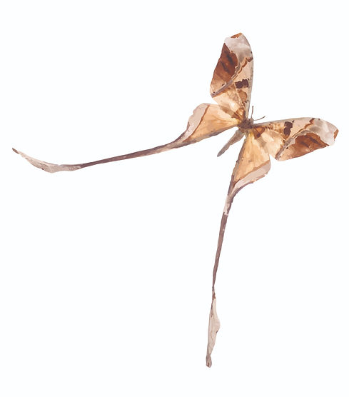 EudaemoniaButterfly-01_edited.jpg