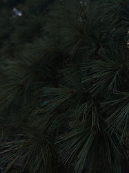 thumbnail_IMG_9386_edited.jpg