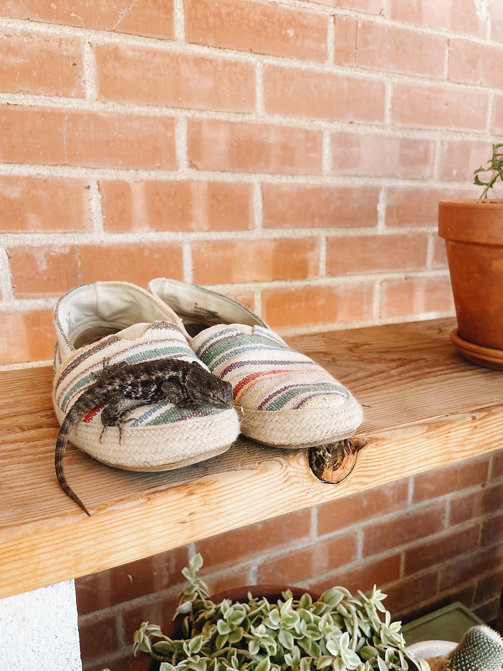 spiny lizard curled on striped slip-on shoes
