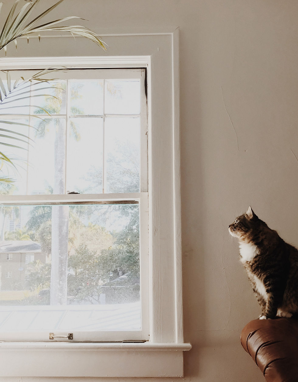 gray tabby on arm of leather chair looking out window