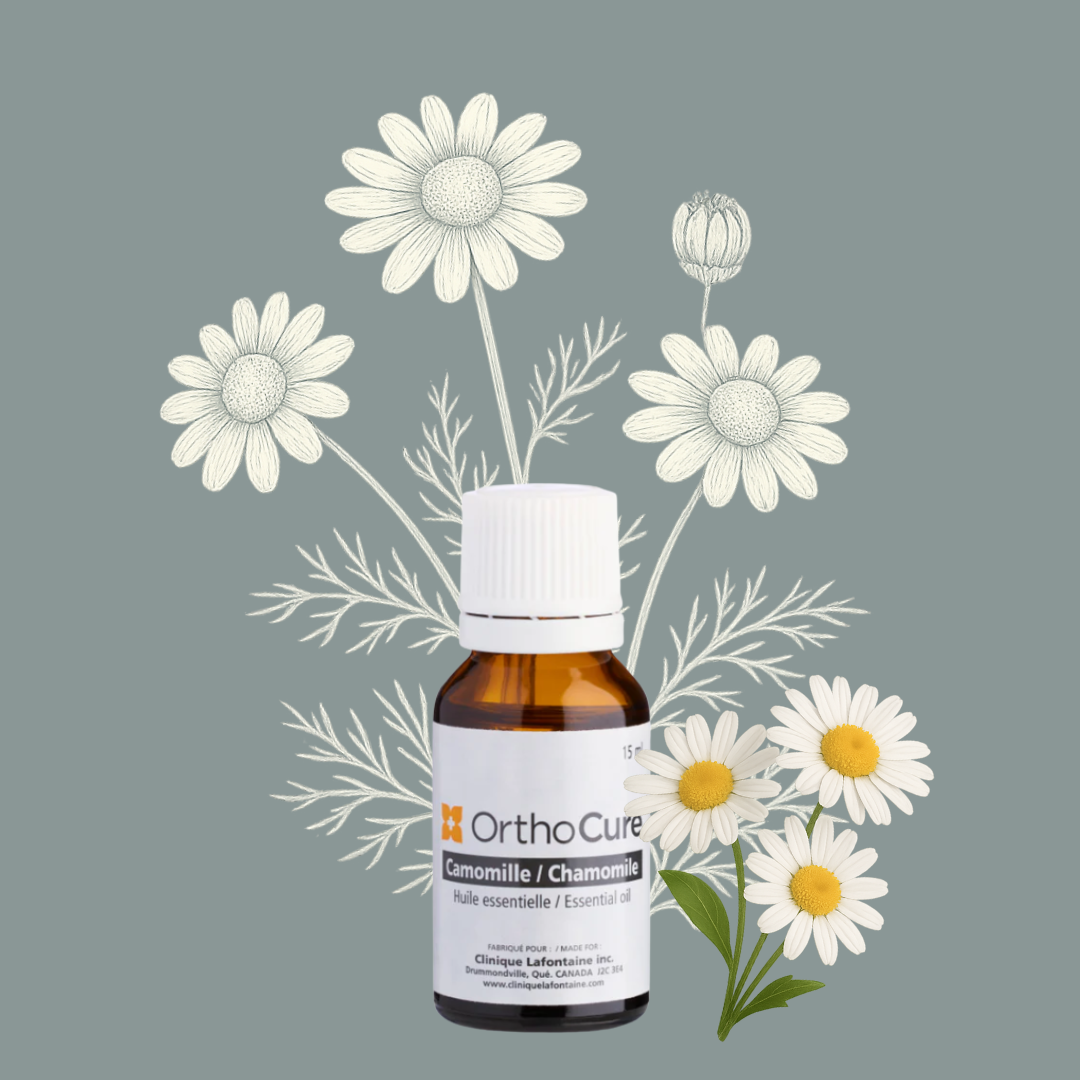 Huile essentielle de Camomille romaine (Chamaemelum nobile)