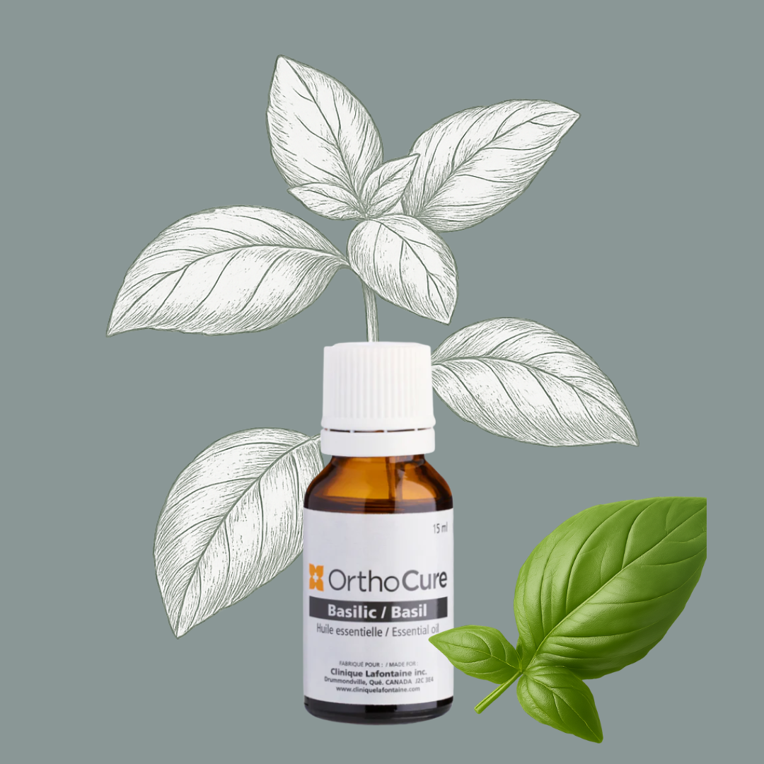 Huile essentielle de Basilic (Ocimum basilicum)