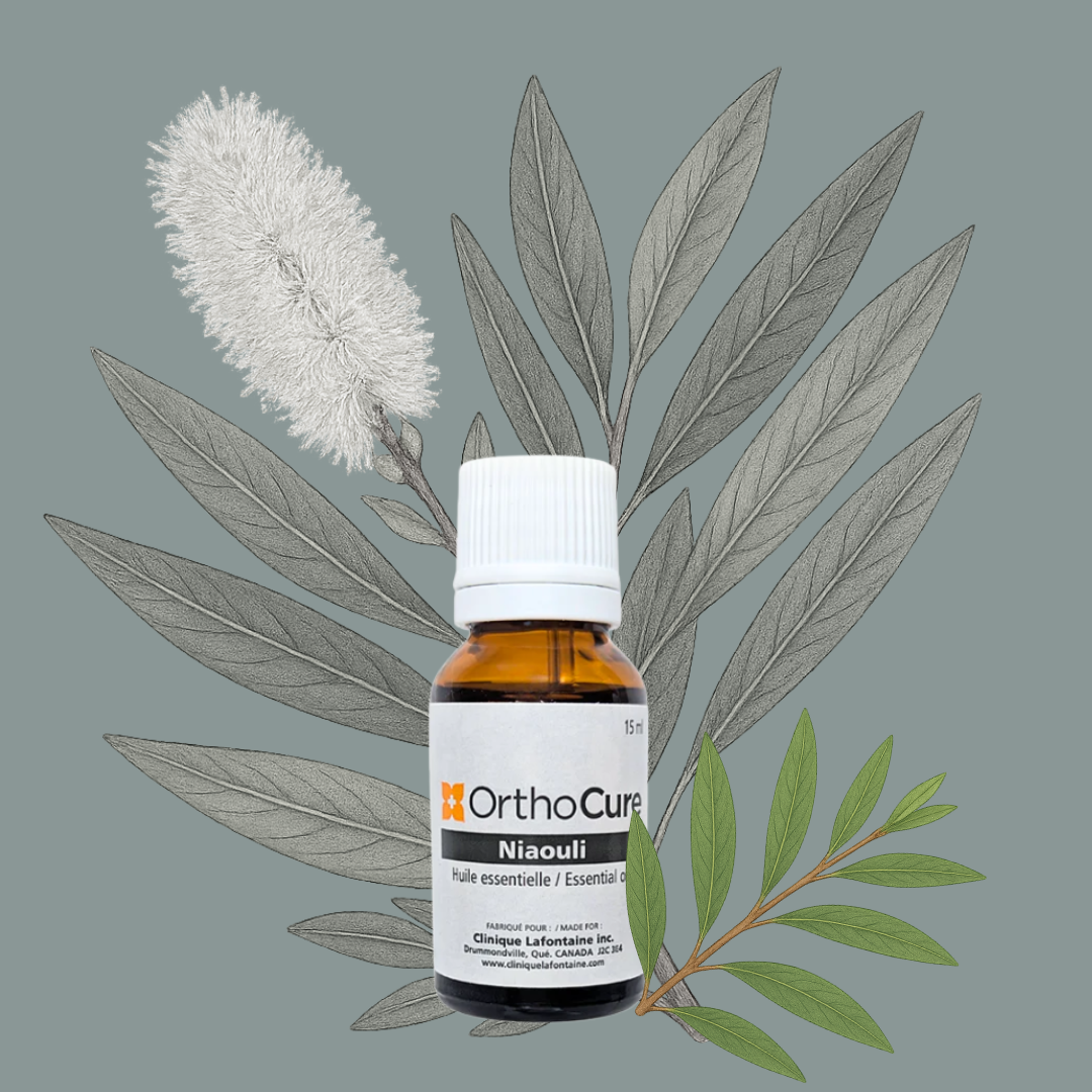 Huile essentielle de Niaouli (Melaleuca quinquenervia)
