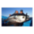 Thumbnail: SALTYWATER TACKLE MONSTER LEDGE 250 LB CLASS. (SALTY WATER TACKLE) POPPING ROD