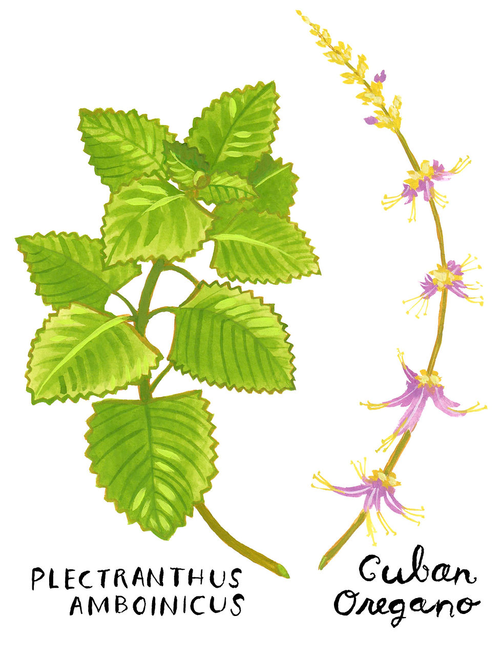 Cuban Oregano