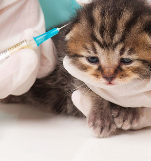 kittten-vaccination-1-of-1-1.jpg