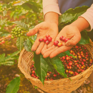 harvesting Coffee beans in hands in farm