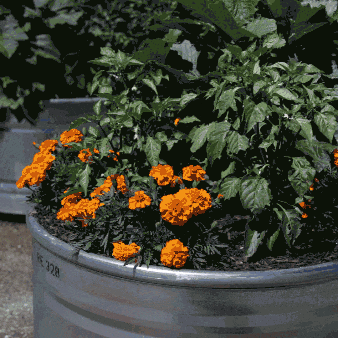 Website-GIF-mini.gif
