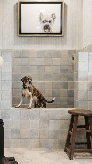 checker tile dog wash 