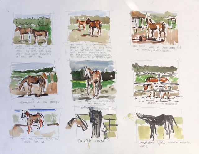 horse studies
