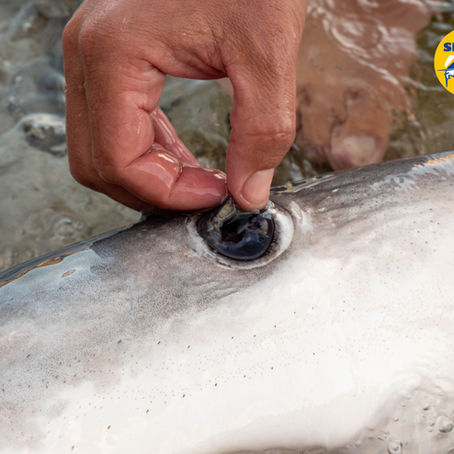 Shark Med practica la necropsia a una tintorera muerta debido a la interacción con un pez espada
