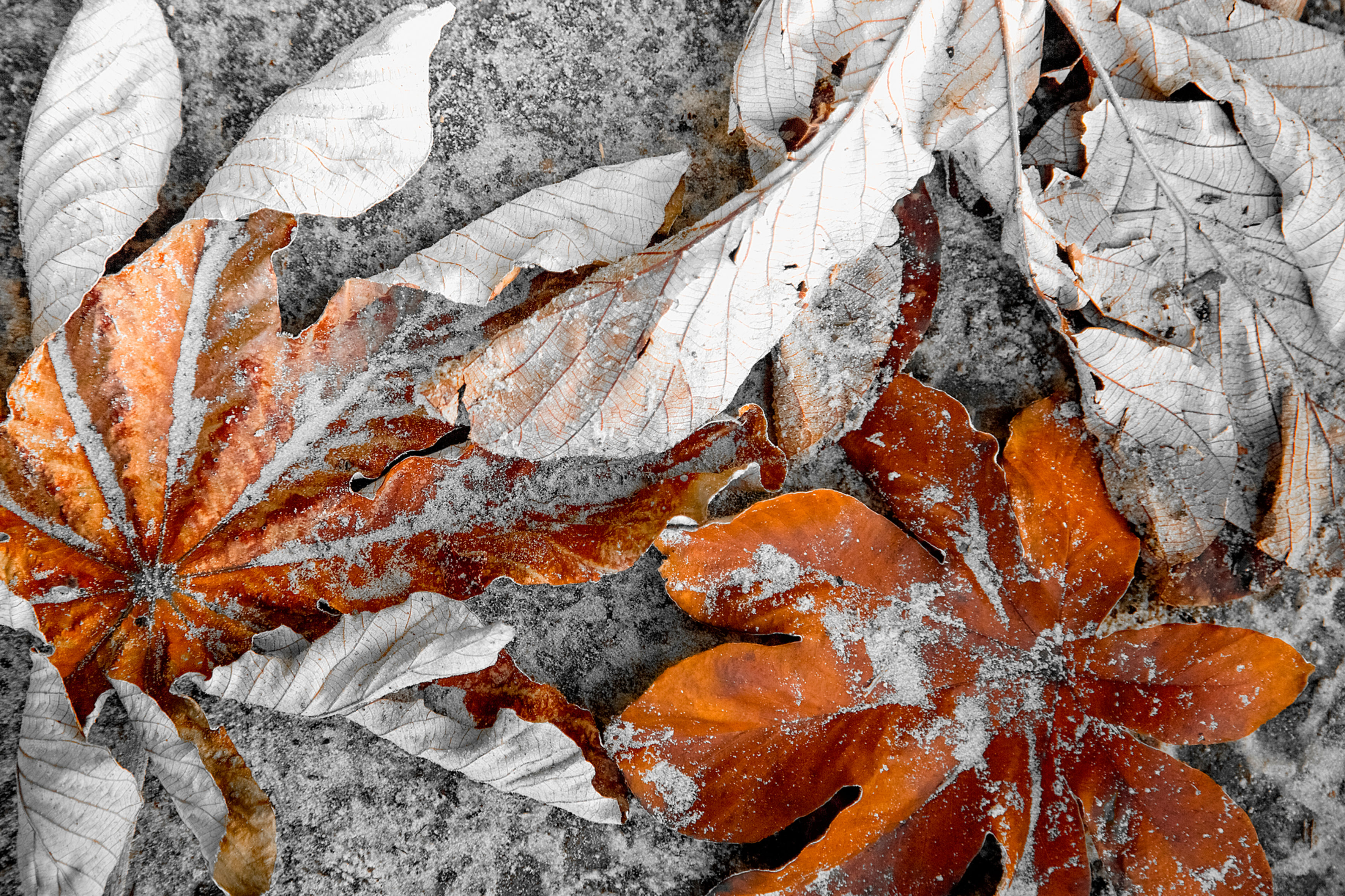 Serrapilheira (da série ...fim. Recomeço.)