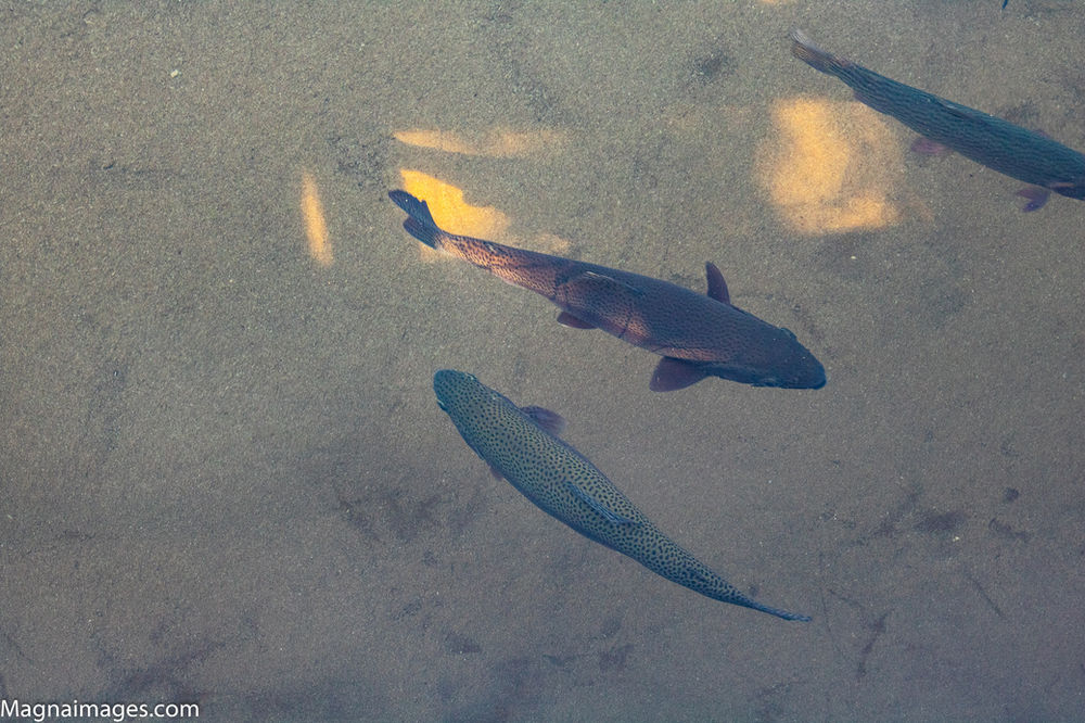 Visiting the Durango Fish Hatchery and Wildlife Museum in Durango