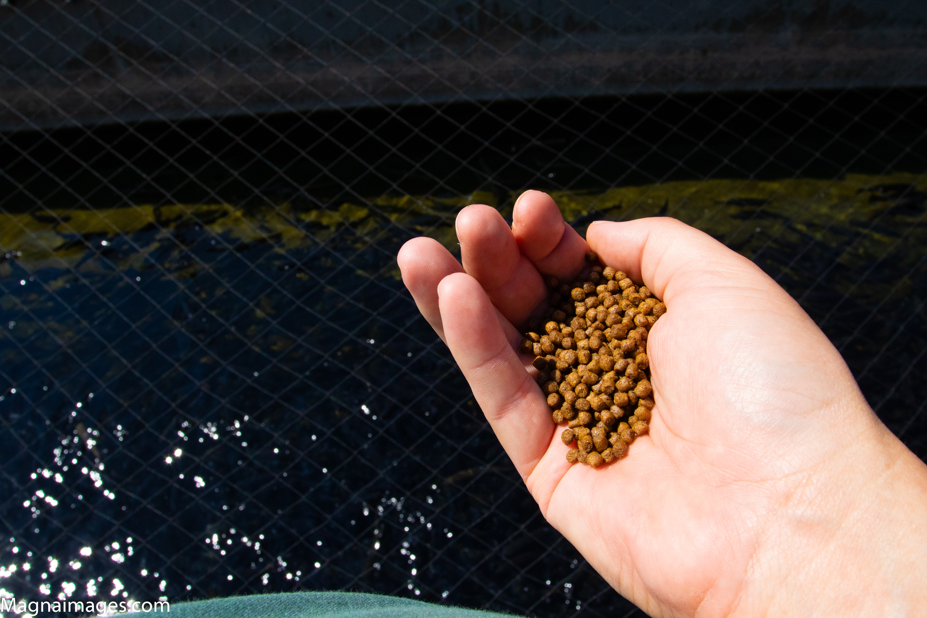 Visiting the Durango Fish Hatchery and Wildlife Museum in Durango