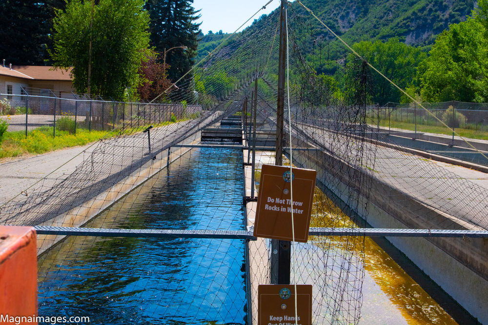 Visiting the Durango Fish Hatchery and Wildlife Museum in Durango, Colorado.