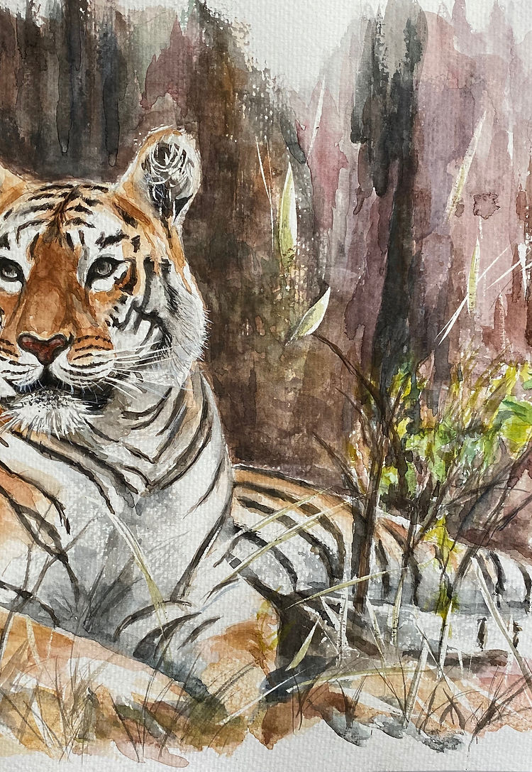 Maya of Tadoba