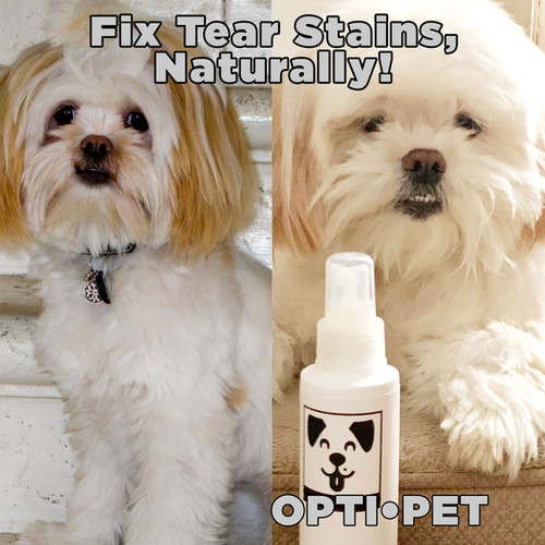 eye discharge shih tzu tear stain removal