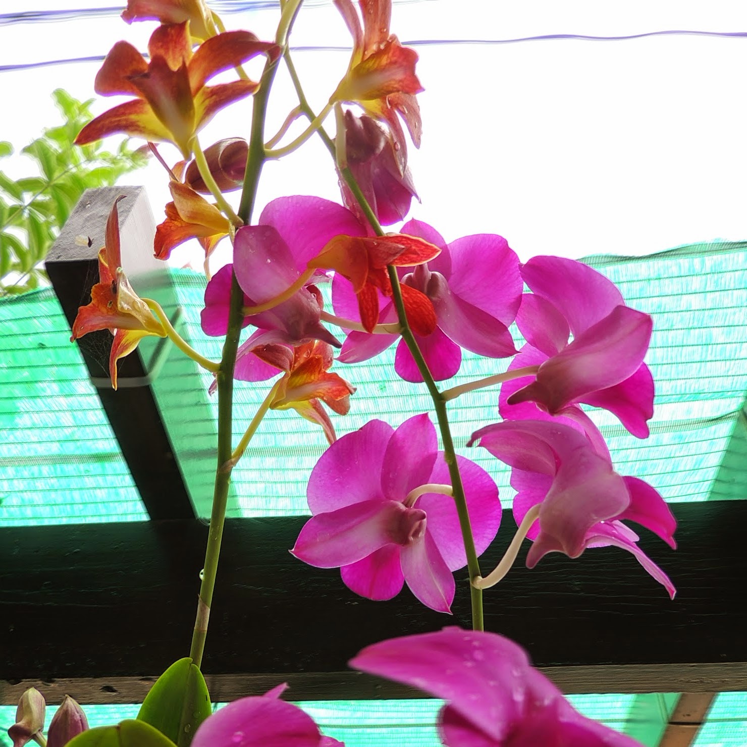 Orchids grow like weeds