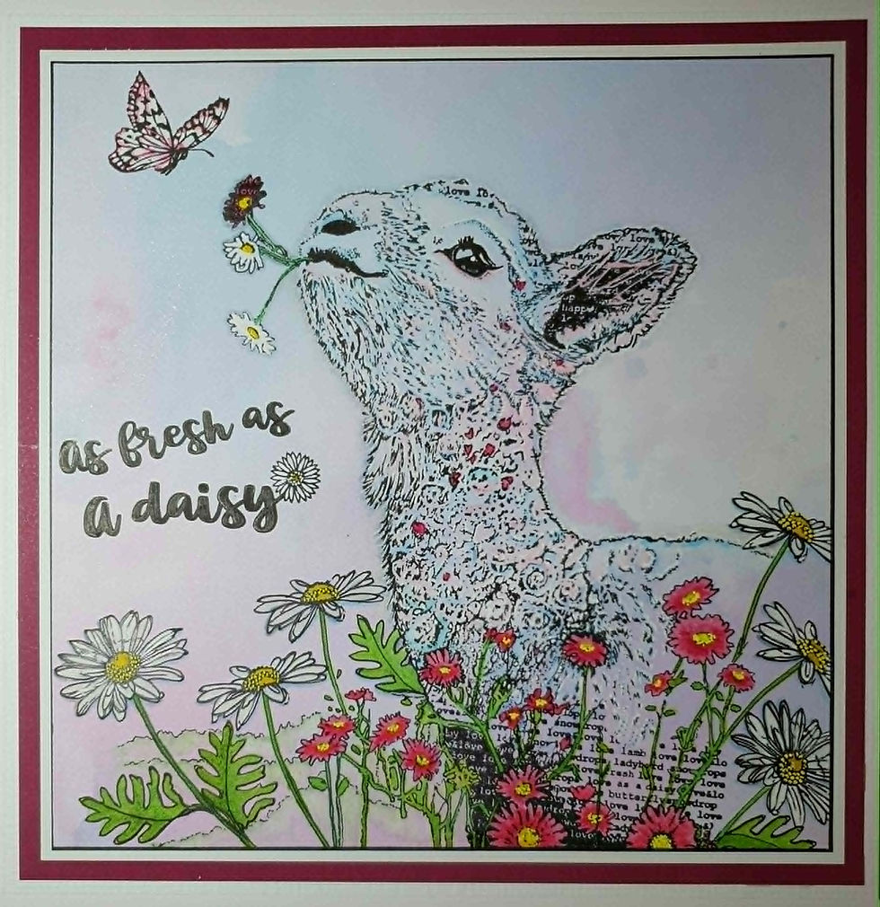 Thumbnail: As fresh as a Daisy- Baby Lamb - Clear Acrylic A5 Stamp - Hand Drawn - Limite