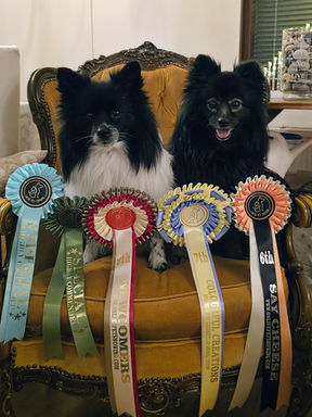 dogs modelling rosettes from a pet show