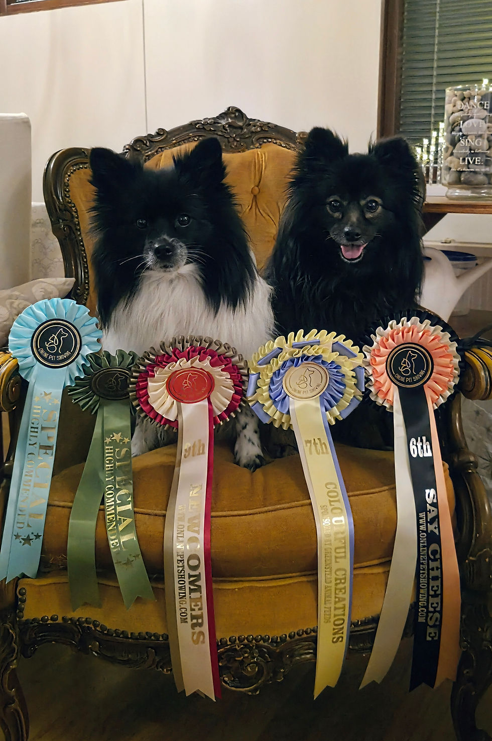 dogs modelling rosettes from a pet show