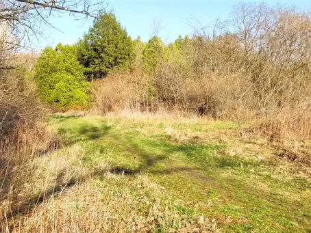 CAMOUFLAGE PATTERN OF BROWNS AND GREENS IN DURHAM FOREST ONTARIO