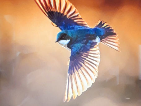 RELISH THE BEAUTIFUL BIRDS OF THE ENVIRONMENT