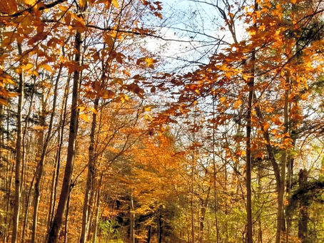 MY LIFE IN QUARANTINE PERIOD